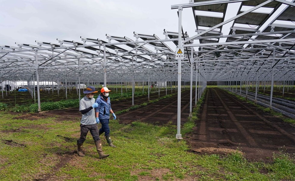 Japón 's la central eléctrica complementaria de luz agrícola es muy popular
